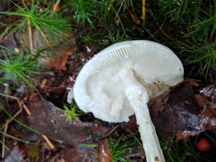 Поганка белая