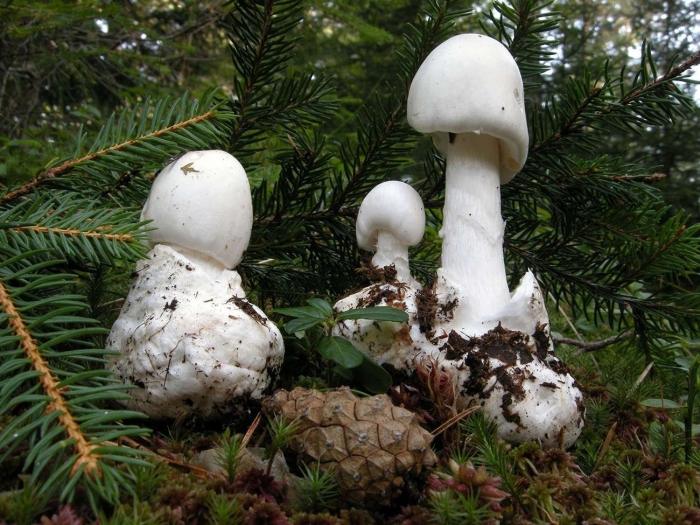 Amanita virosa гриб