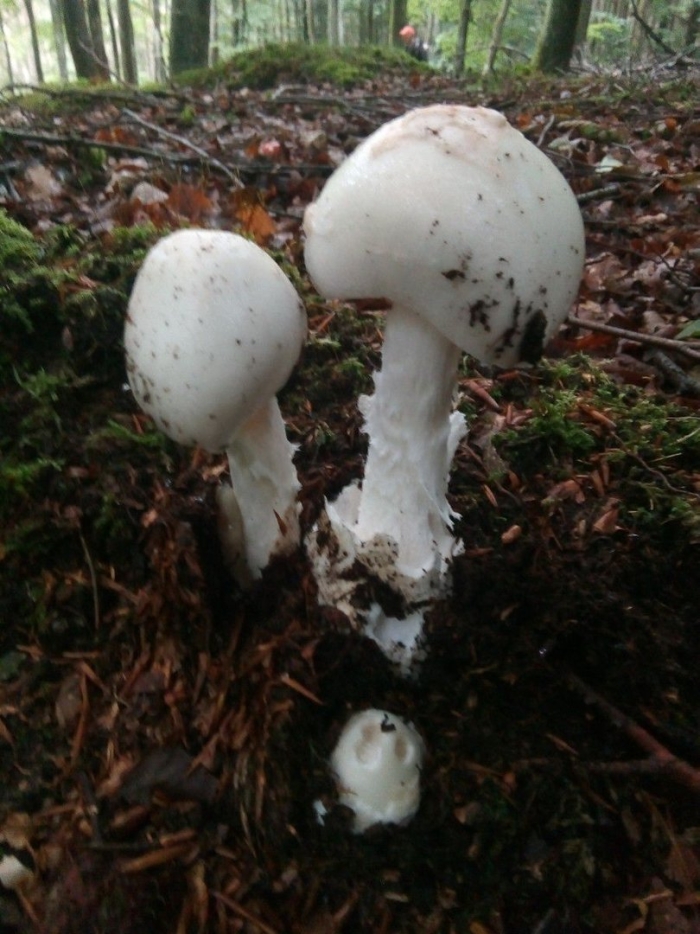 Amanita virosa гриб