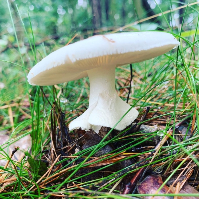 Мухомор зеленый или бледная поганка