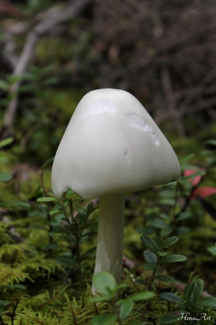 Гриб бледная поганка