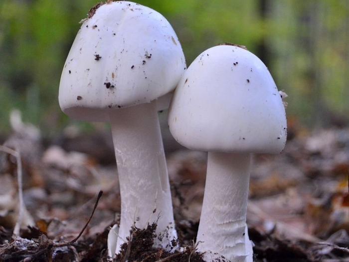 Бледная поганка гриб