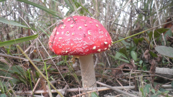 Мухомор шишкообразный