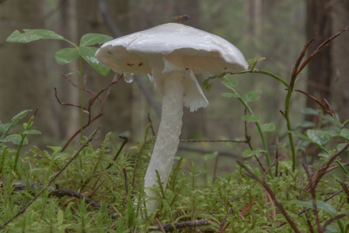 Мухомор белый поганковидный