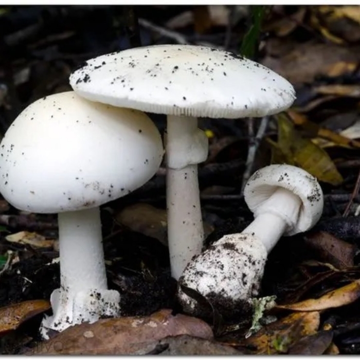 Поганка белая