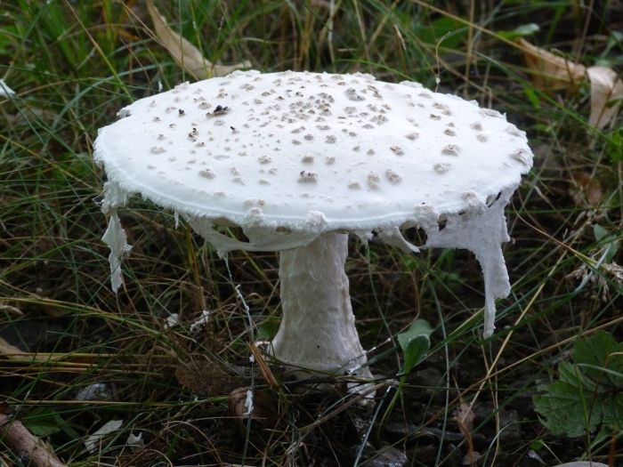 Amanita strobiliformis