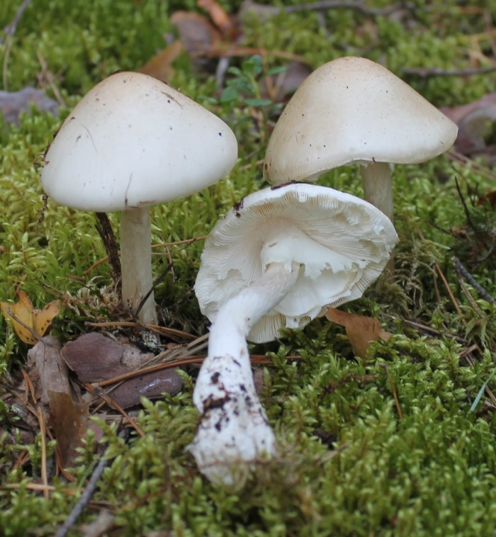 Белая поганка мухомор вонючий