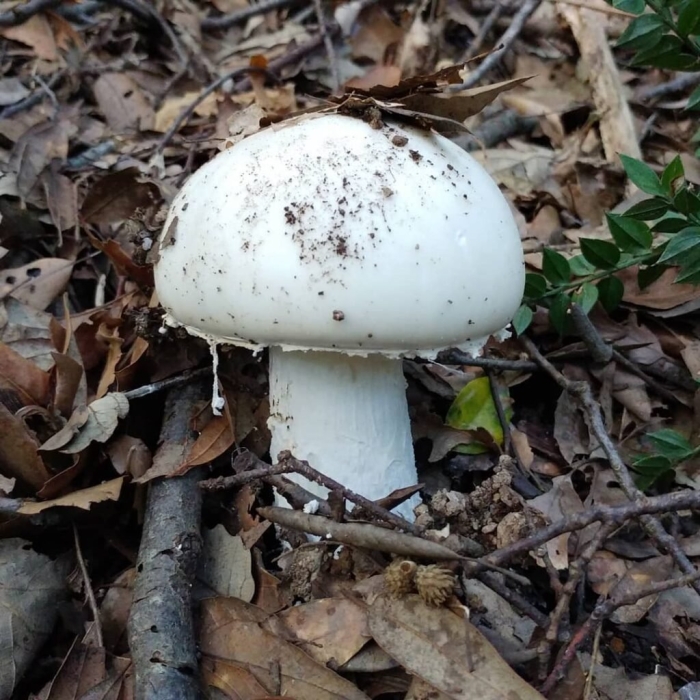 Мухомор белый (amanita verna)