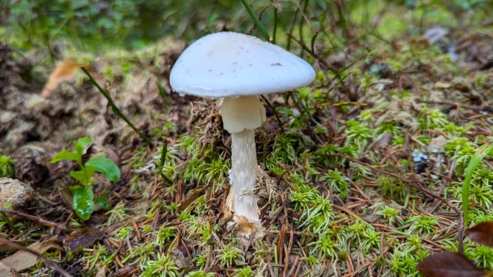 Мухомор поганковидный amanita citrina