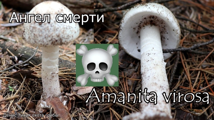 Мухомор близкий amanita proxima