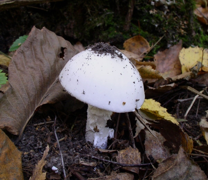 Ядовитый гриб похожий на белый