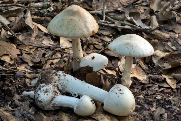 Белая поганка мухомор вонючий