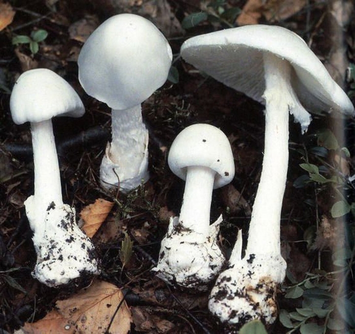 Шампиньон и бледная поганка