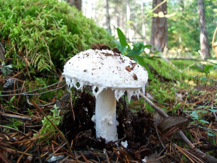Мухомор шишкообразный amanita strobiliformis