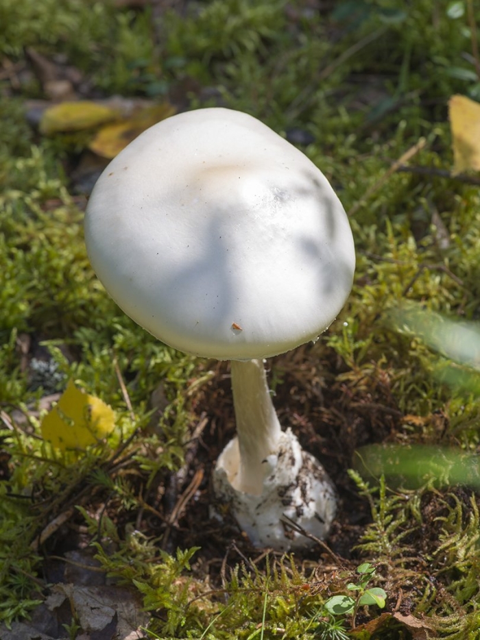 Мухомор вонючий