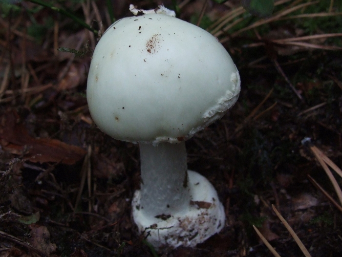 Amanita virosa и луговой шампиньон