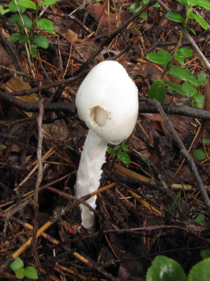 Белая поганка мухомор вонючий