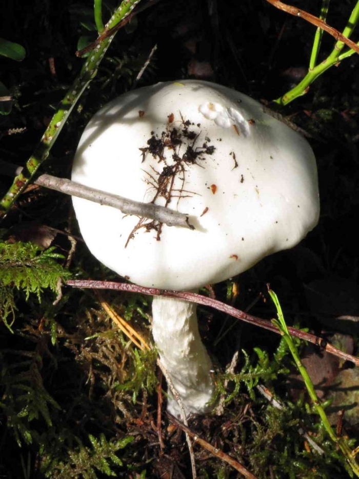 Мухомор белый вонючий