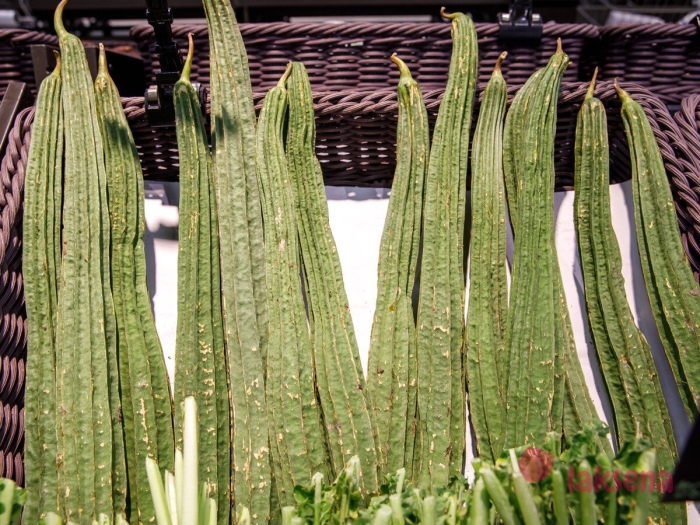 Люффа остроребристая