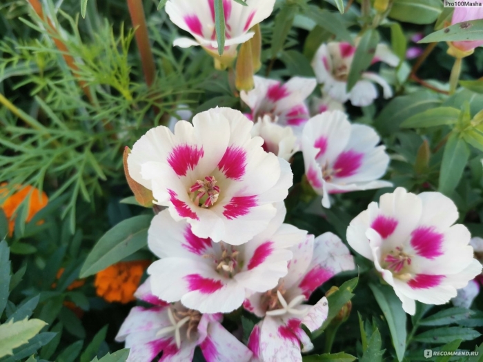 Годеция монарх цветок