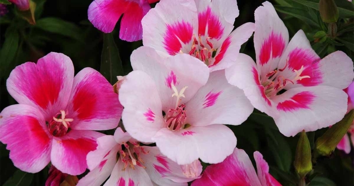 Годеция прелестная