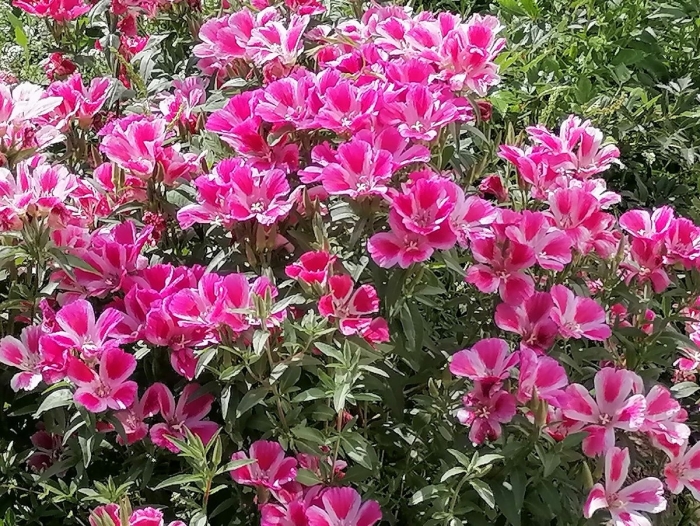 Годеция махровая азалия