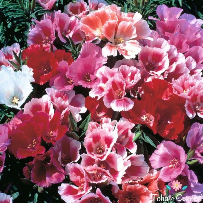 Годеция монарх