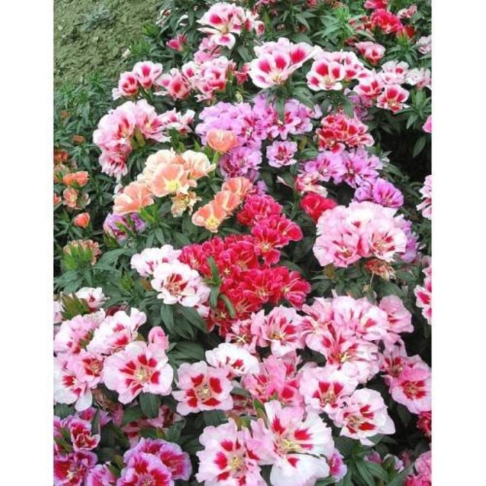 Годеция монарх смесь