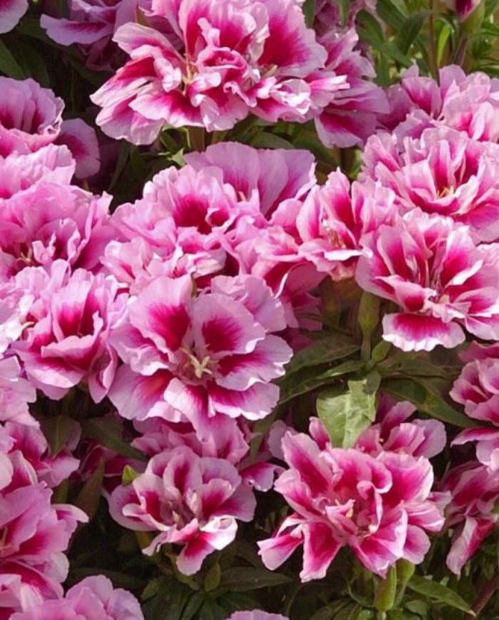 Годеция хрустальная сказка махровая смесь