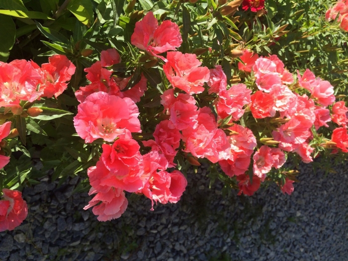 Годеция азалия