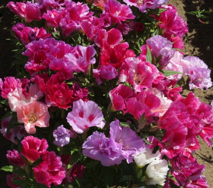 Годеция махровая азалия