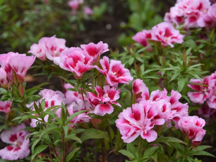 Годеция махровая азалия