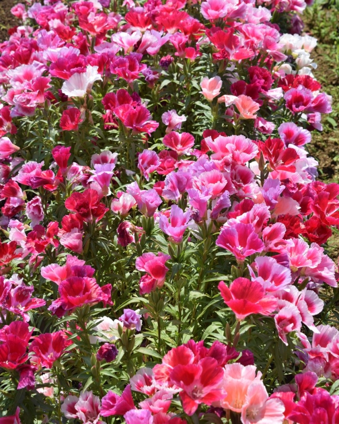 Годеция азалия