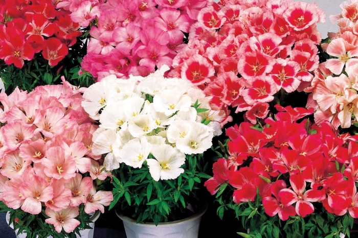 Семена годеция крупноцветковая