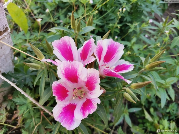 Годеция монарх цветок