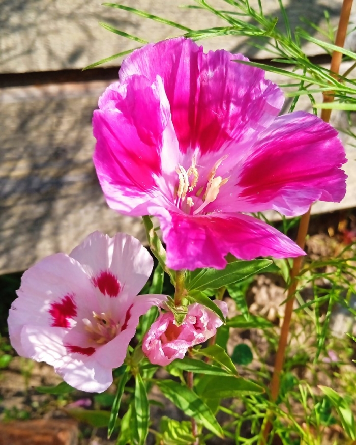 Годеция есения