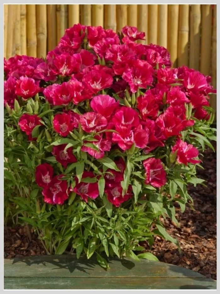 Годеция махровая красное вино