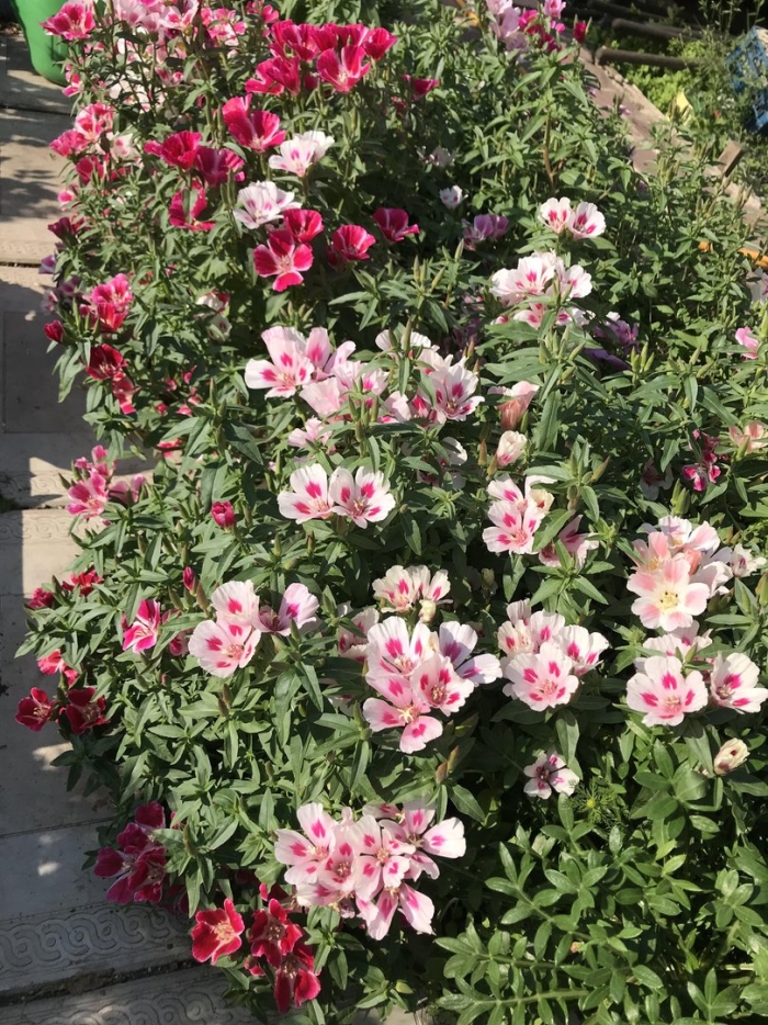 Годеция монарх