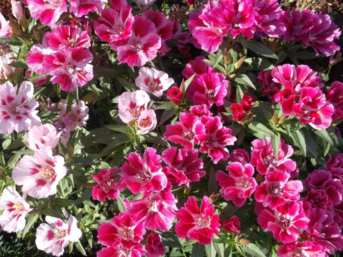 Годеция махровая красное вино