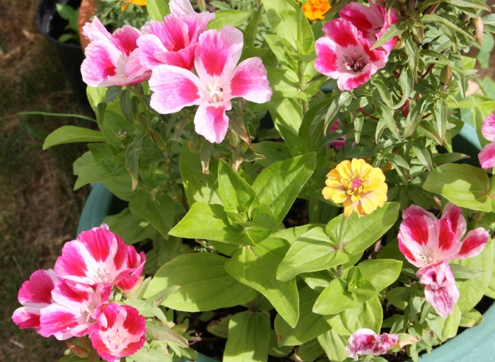 Годеция азалиецветковая