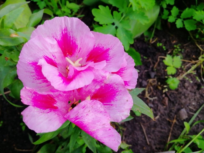 Годеция махровая