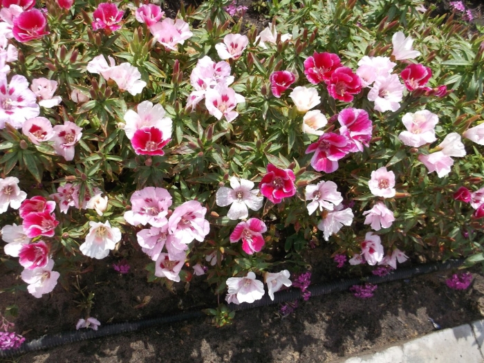 Годеция крупноцветковая богема