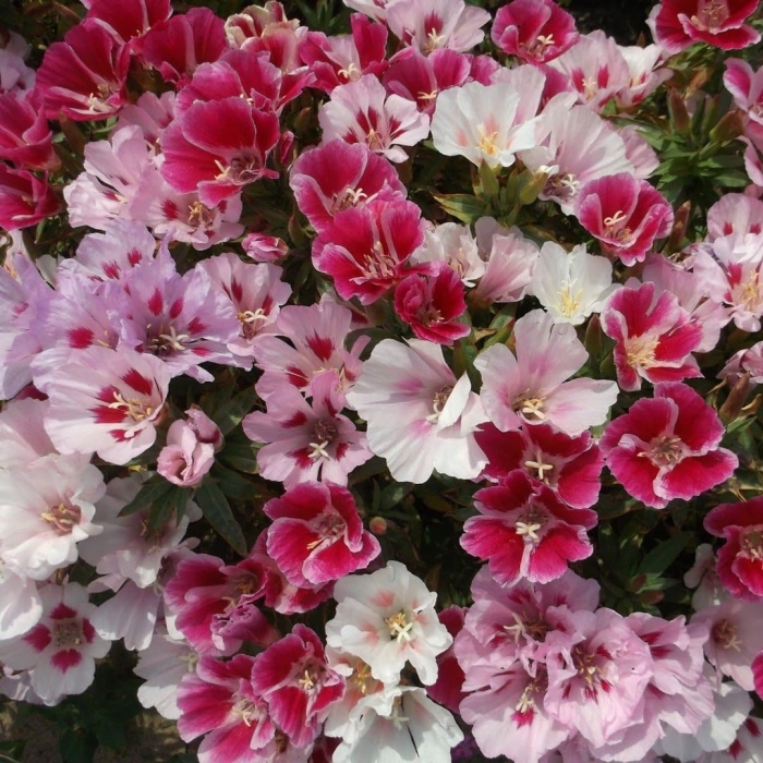 Годеция рембрандт