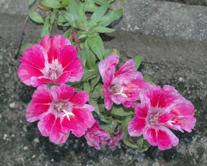 Годеция монарх рассада