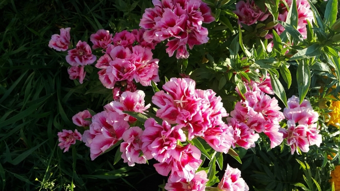 Годеция махровая азалия