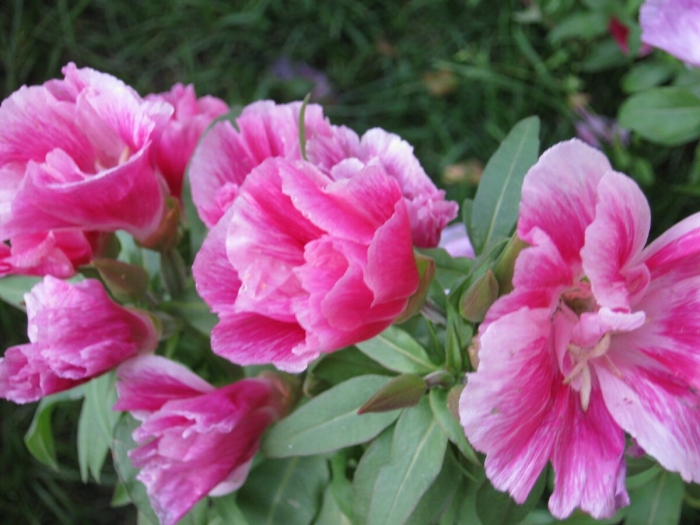 Годеция прелестная красавица