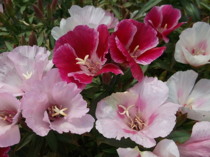 Годеция монарх