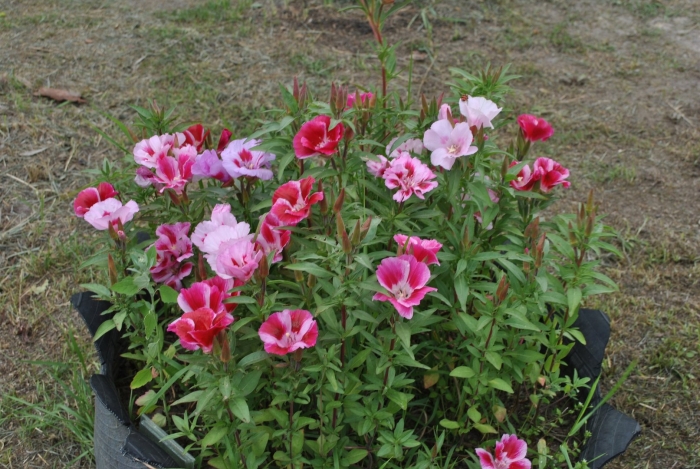 Годеция монарх летний рай