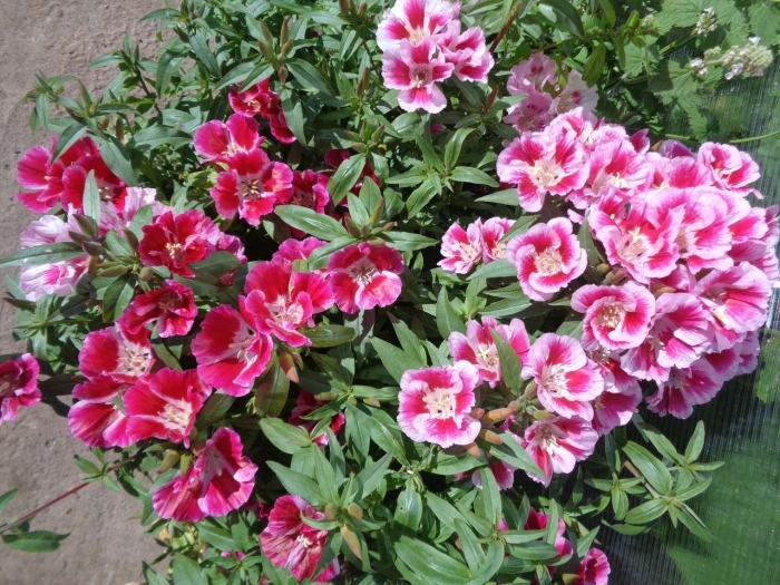 Годеция синдерелла