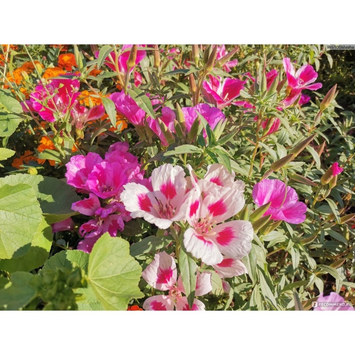 Годеция монарх